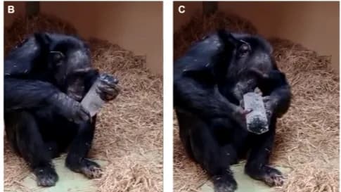 Chimpanzés utilizados nos testes com cristais.