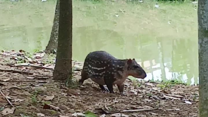 Paca, animal comido por Lula e Janja na Páscoa