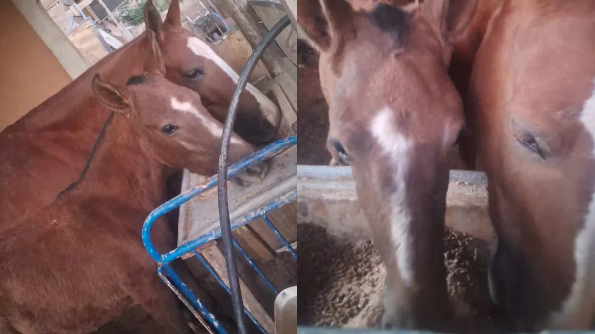 Foto da égua que caiu em tubulação e deixou BH sem água