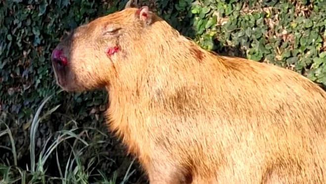 Capivara machucada que acabou sendo o primeiro caso de aplicação da lei Orelha