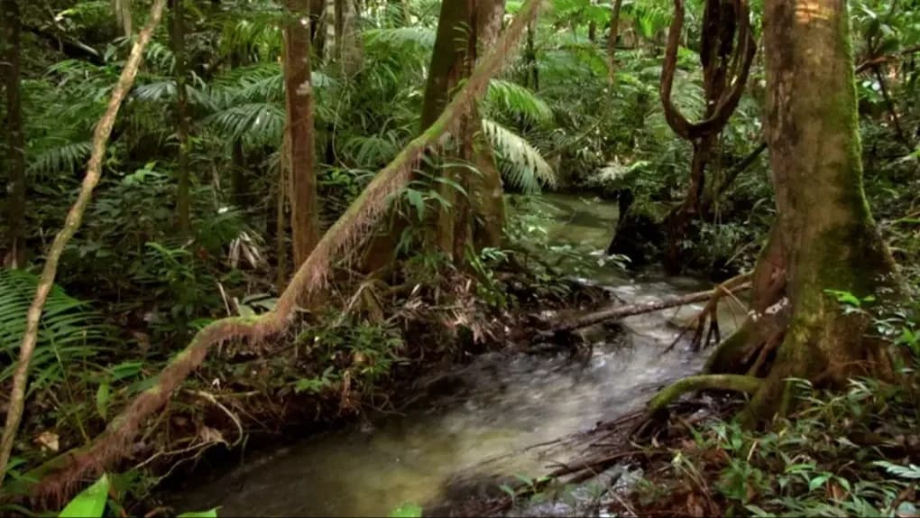 Soldados brasileiros foram atacados por traficantes na flores