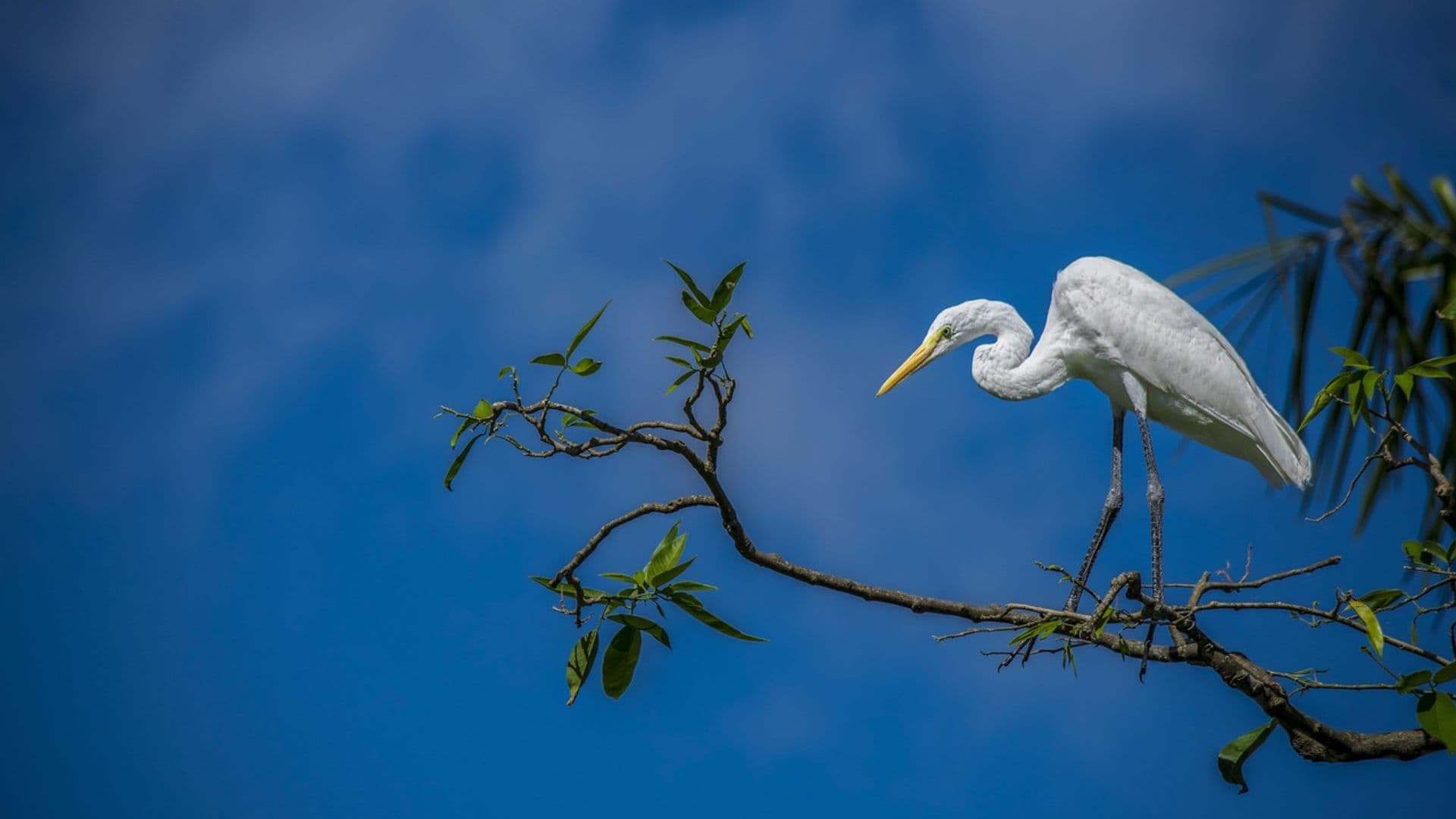 Documentários sobre o meio ambiente e natureza