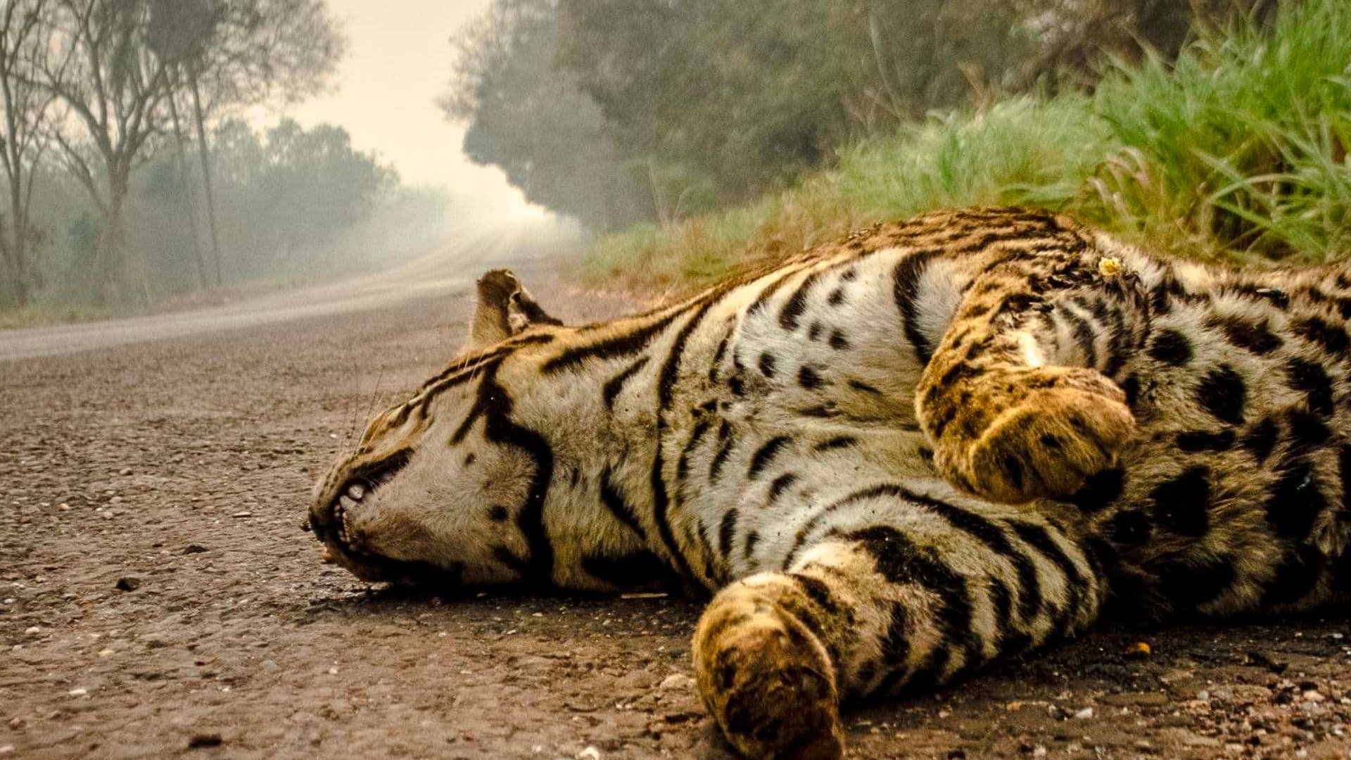 Onça jogada em estratada após queimada no Pantanal