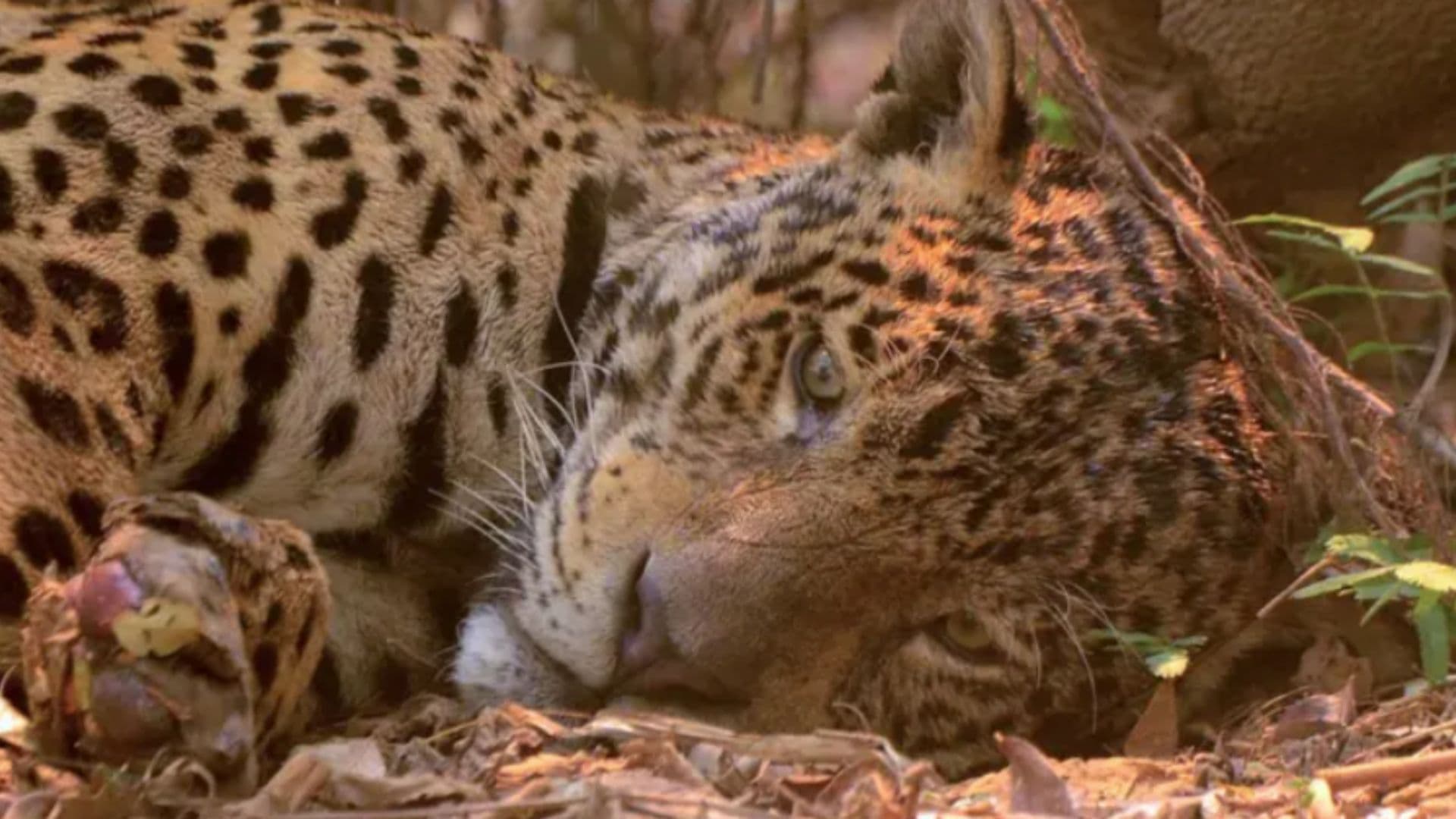 Onça pintada aparece com olhar desolado