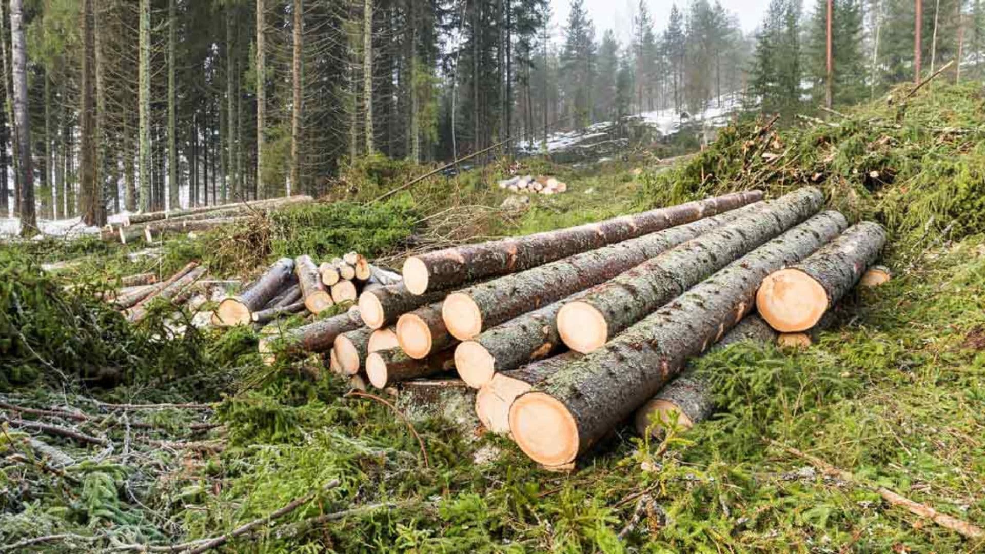 árvores cortadas em uma floresta na finlândia
