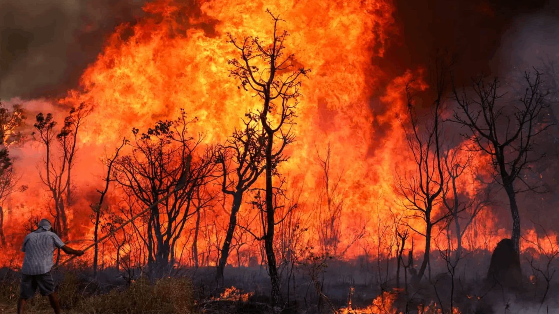 Incêndio consumindo vegetação
