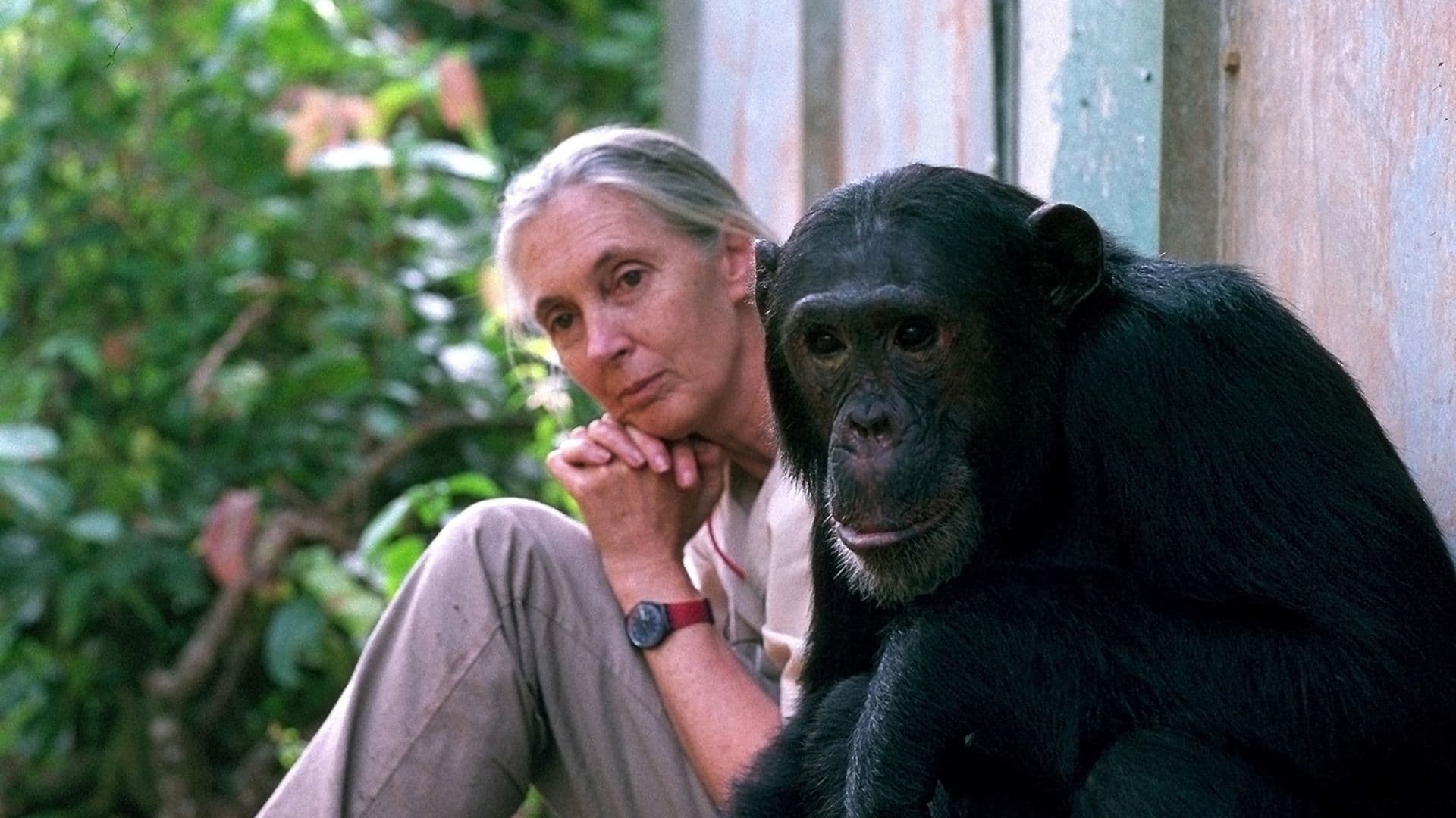 Jane Goodall com chimpanzé