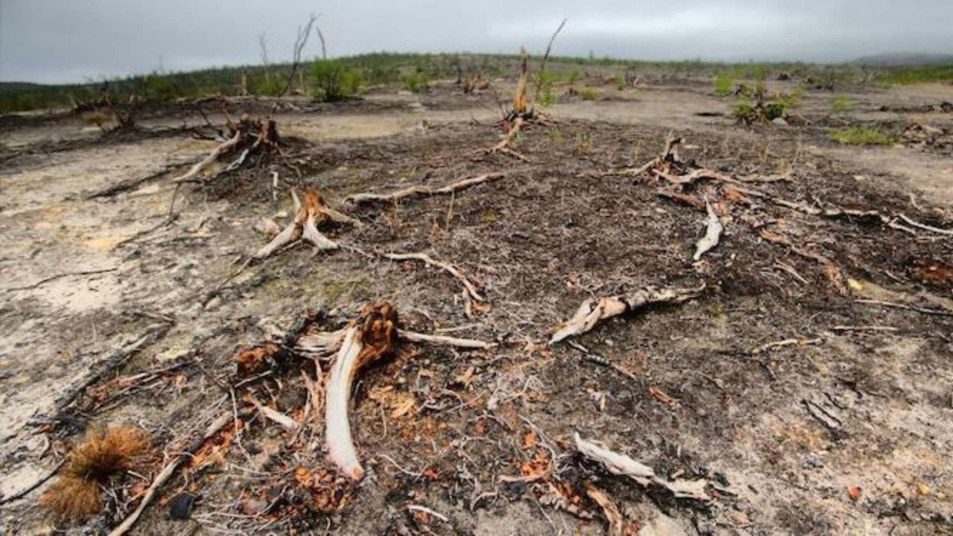 Floresta destruída após seca causada pelo aquecimento global.