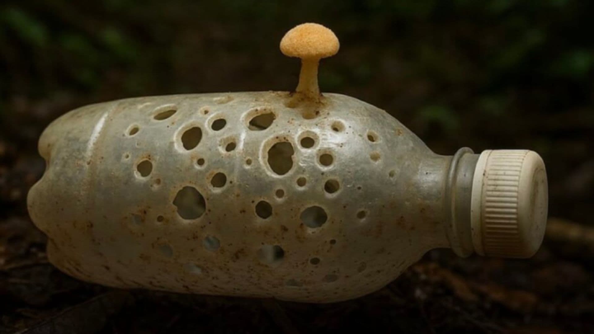 Fungo descoberto na Amazônia come plástico e pode mudar o futuro do lixo no mundo