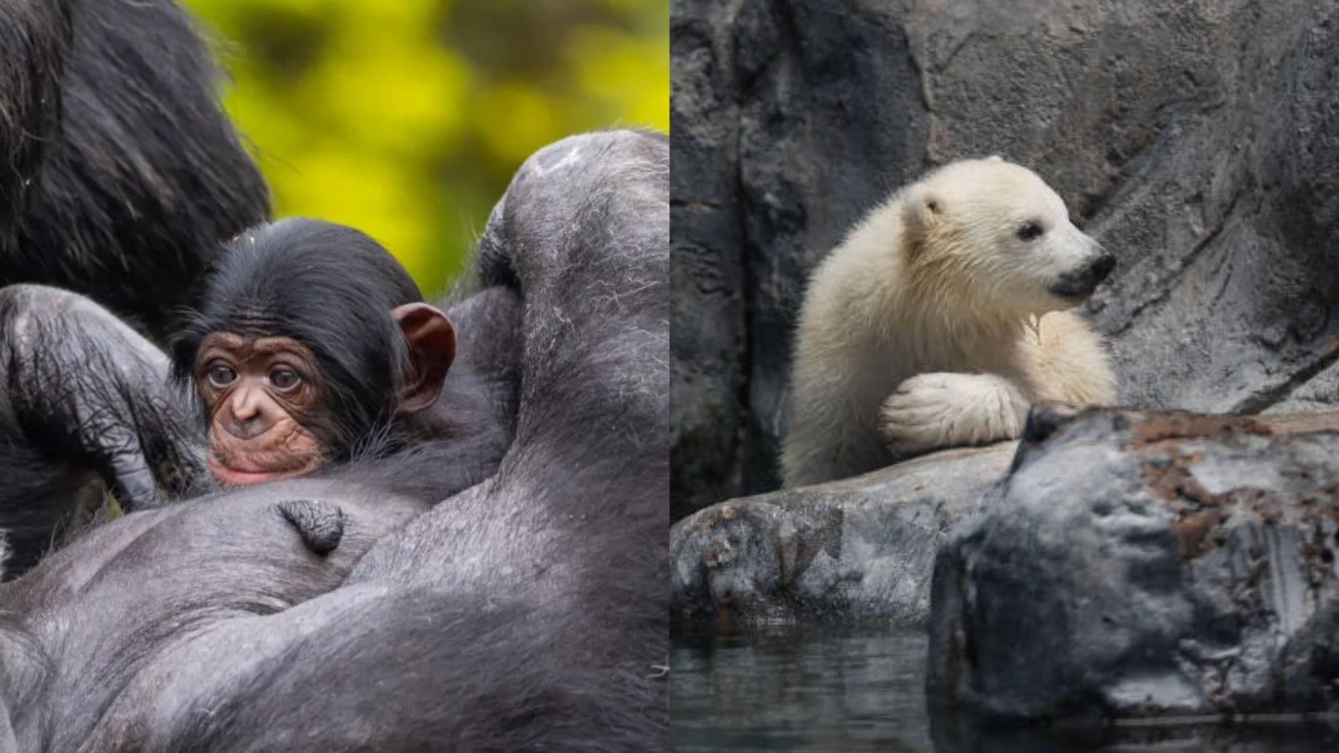 À esquerda, o bebê de chimpanzé que nasceu em 2026 em São Paulo. À direita, o bebê de urso polar que nasceu ao final de 2024 na mesma cidade.