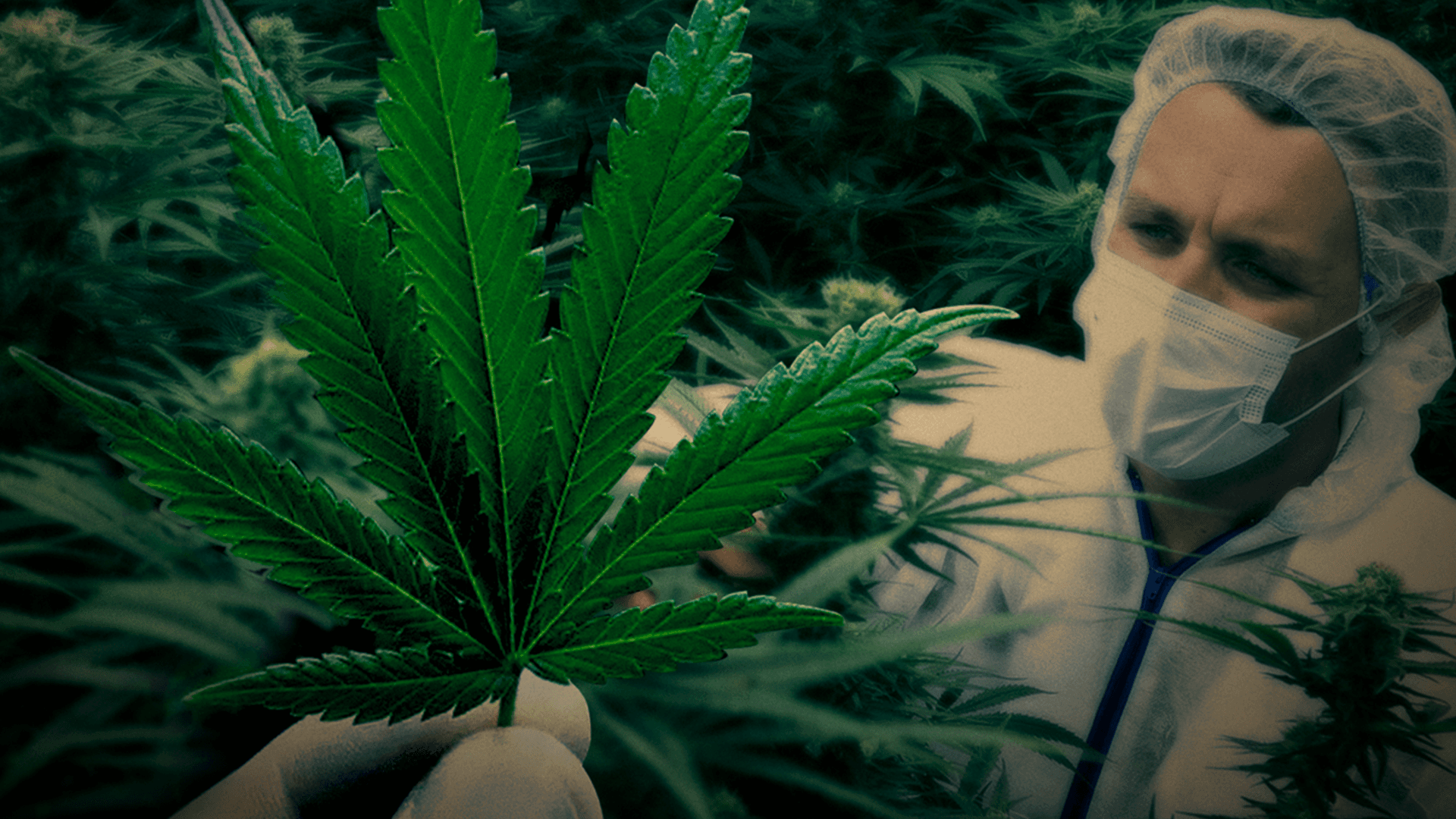 Os Oito Mitos da Legalização da Maconha