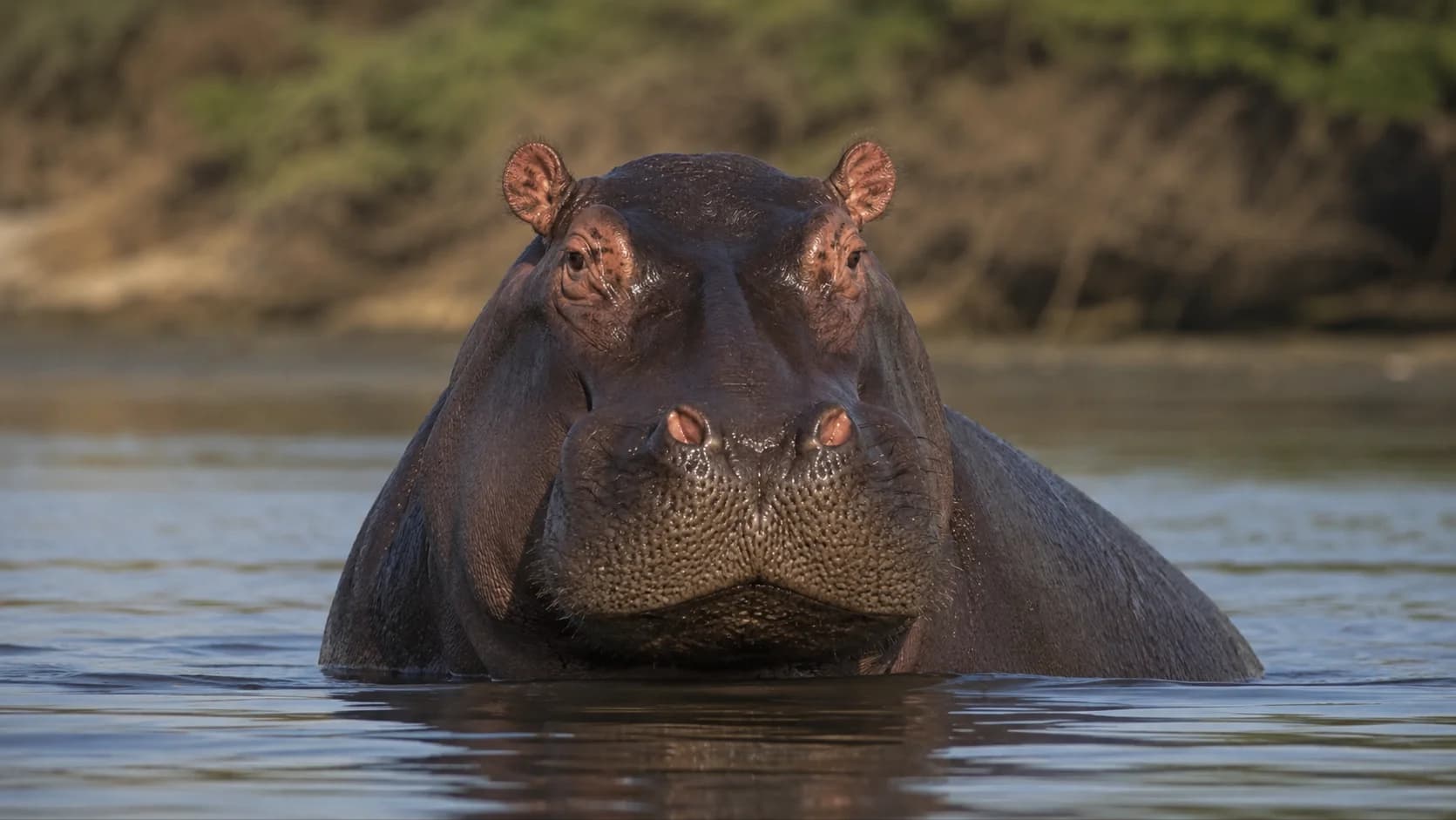 Animais bomba? Entenda porque hipopótamos e baleias podem explodir